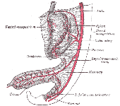The GI tract in a 6-week old human embryo